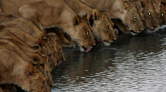 Full Day Hwange Day Trip