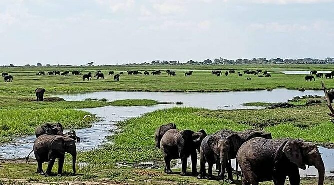 Hwange Safari Day Trip from Victoria Falls