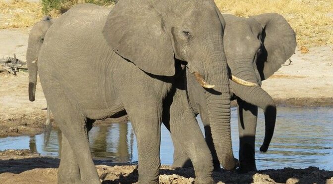 Hwange Day Trip From Victoria Falls