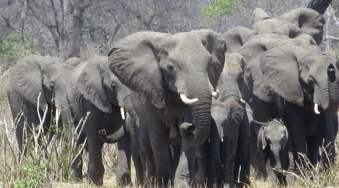 Hwange Overnight Safari Camping