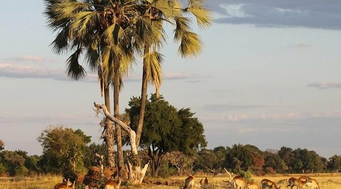 5-Day Victoria Falls and Hwange National Park Tour from Victoria Falls