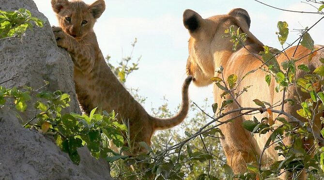 Exclusive full day Chobe game drive safari