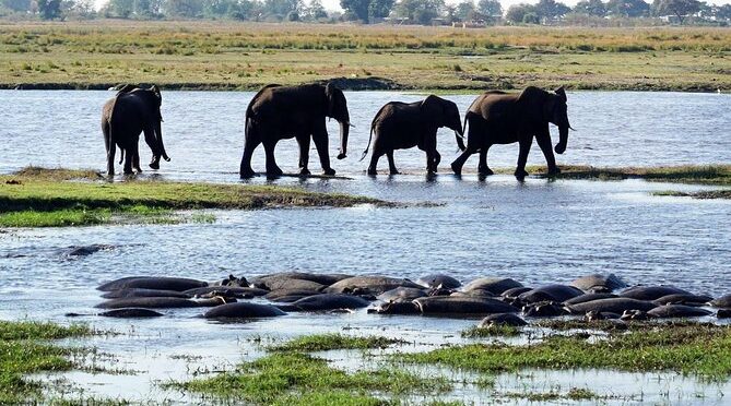 Chobe Day Safari From Victoria Falls