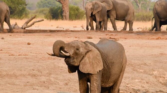 Wildlife and nature, Victoria Falls, Hwange, Chobe day trip 6 nights.