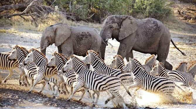 Chobe NP, Victoria falls and Hwange NP Luxury Safari
