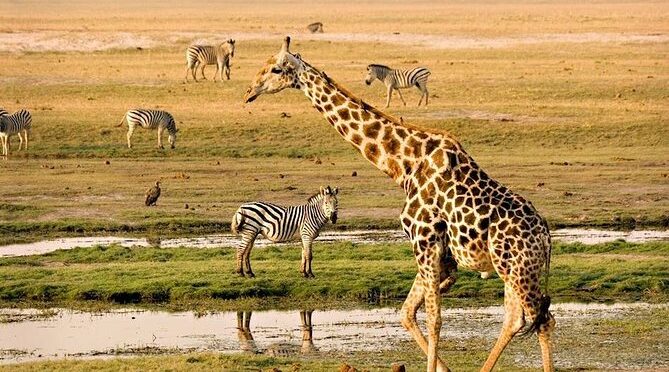Chobe Day Trip