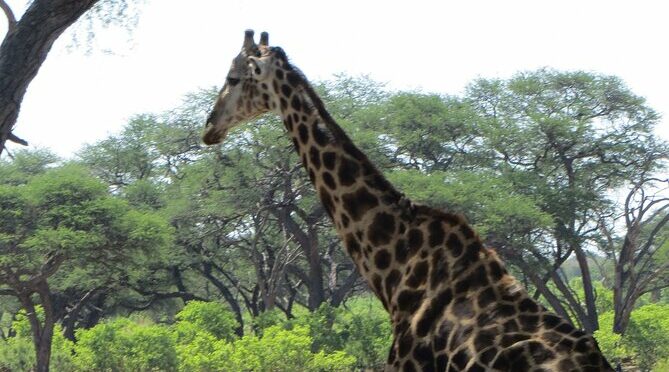 New Combo Special Helicopter & Zambia Zimbabwe Falls Tour
