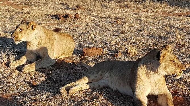 Chobe Day Trip from Victoria Falls