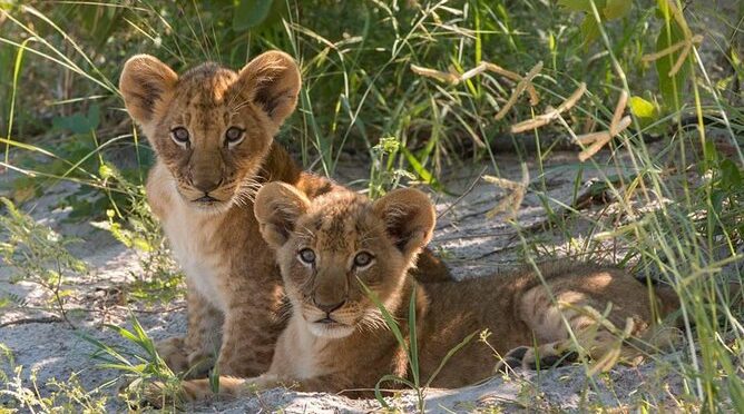 4 Days Victoria Falls Zimbabwe with Chobe National Park Safari Botswana and Livingstone Zambia