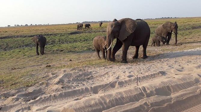 Chobe Day Trips from Victoria Falls Town, Zimbabwe