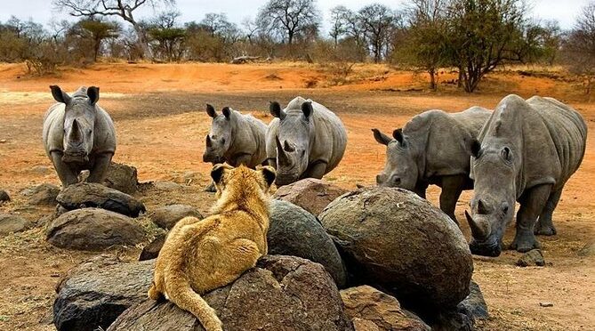 Night Rhino Game Drive and Bush Dinner from Victoria Falls