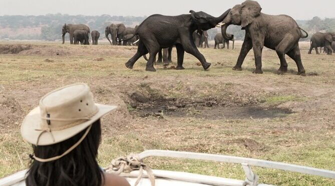 Victoria Falls Rhino Encounter Game Drive!