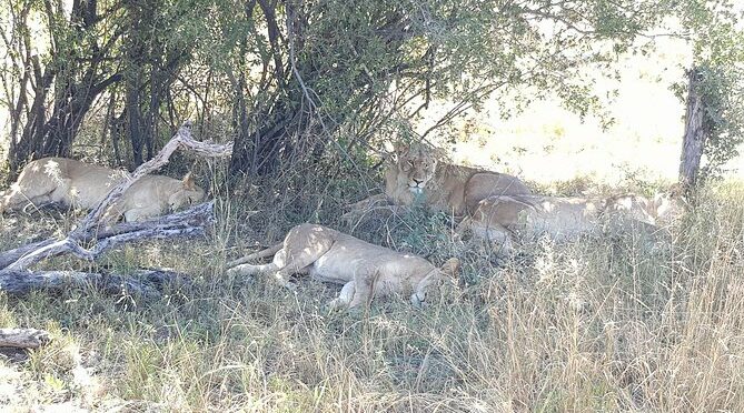 From Victoria Falls: Hwange National Park Day Safari