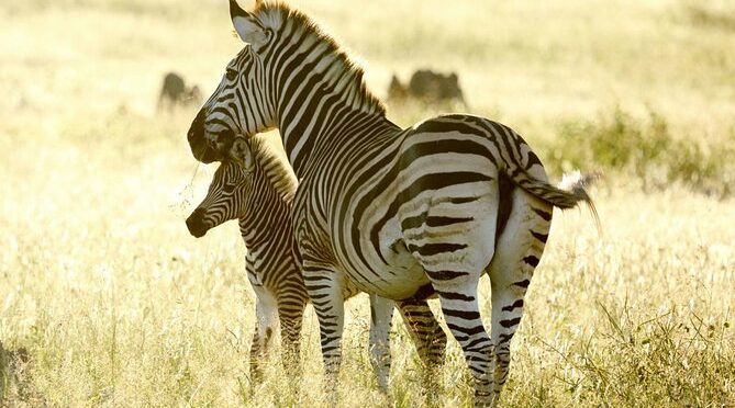 Full-Day Private Guided Safari Tour of Hwange with Lunch