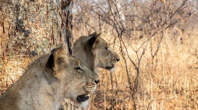 Lion and Game Park Management Project