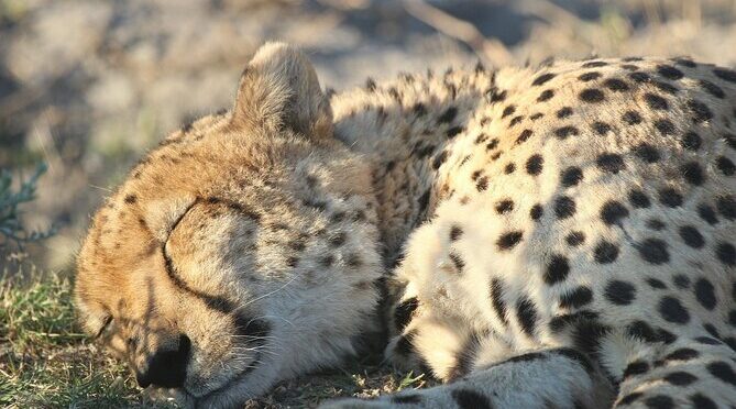 7Days 6Nights Botswana Highlights Safari