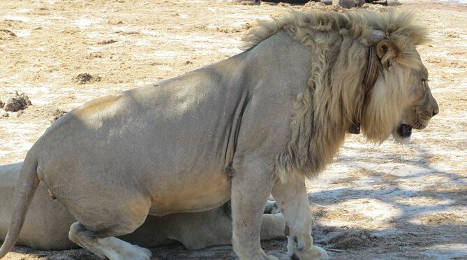Hwange 2 Nights Bush Camping and Safaris