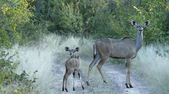 Victoria Falls Safari and Cultural day trip
