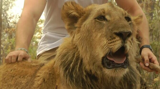 The Lion Experience