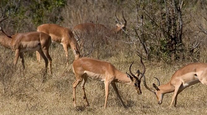 Hwange National Park Safari & Overnight
