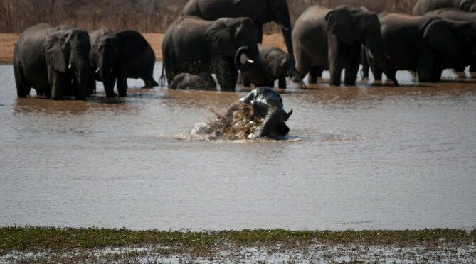 Chobe Day Trip – From Victoria Falls