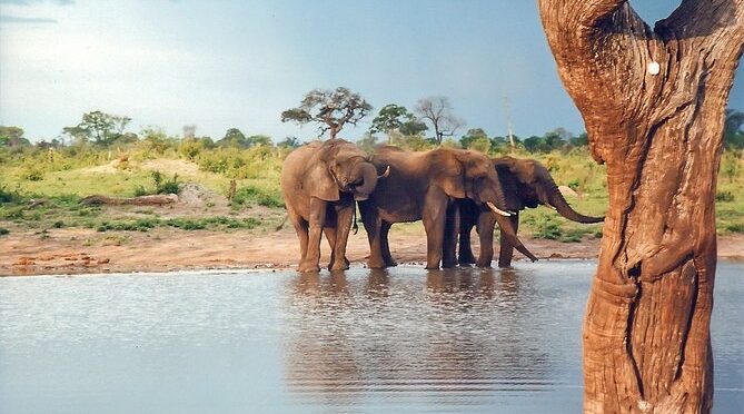 Full-Day Trip to Hwange National Park with Hotel Pickup
