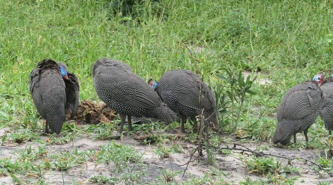 From Victoria Falls to Chobe Day Game Safari
