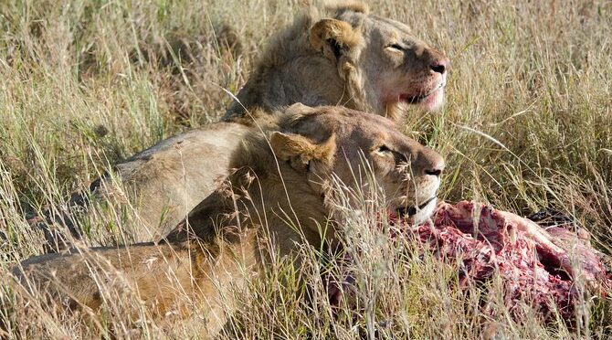 Victoria Falls Chobe Day Trip