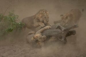 8-Day Mana Pools & Chitake 4×4 Safari