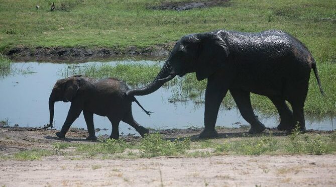 Chobe half day trip