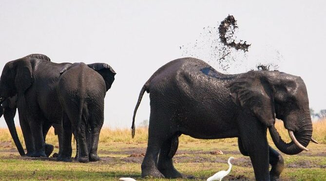 Chobe National Park 4X4 Day Safari and River Cruise