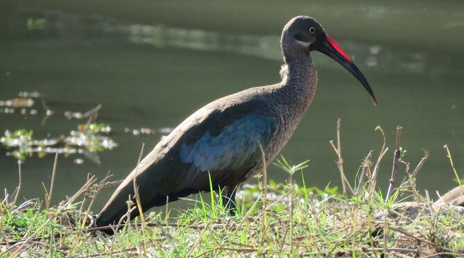 Birding Safari (AM/PM) – River Wild Safaris