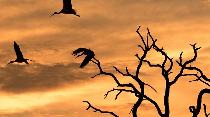 Full-Day Zimbabwe Zambezi National Park Safari & Lunch