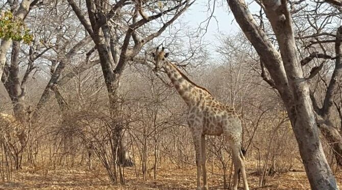 Hwange OverNight Camping