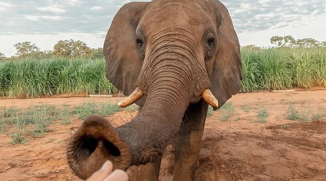 Moments with Elephants