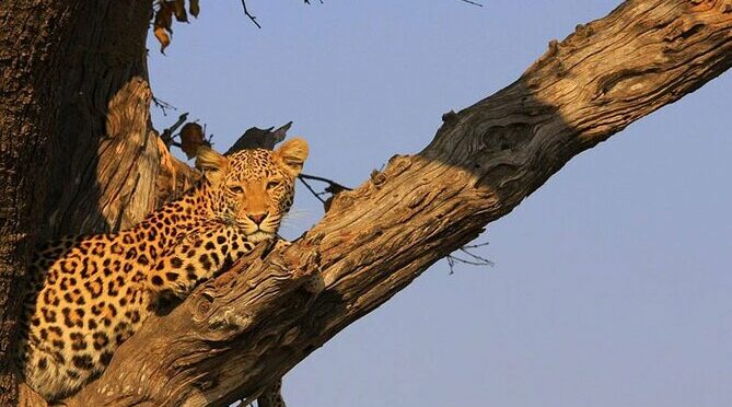 11-Day Private Savanna Safari Tour in Botswana with Dinner