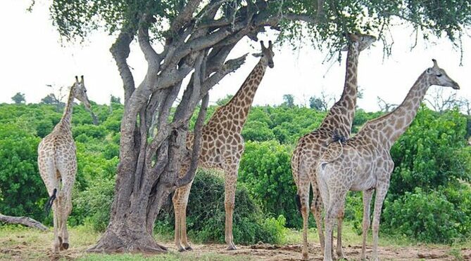 Safari Tour in Stanley and Livingstone Private Game Reserve