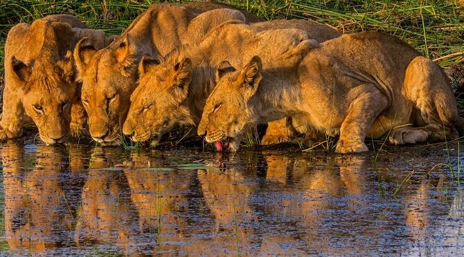 Wonder Victoria Falls Adventure 6Days/5Nights (Comfort Plus)