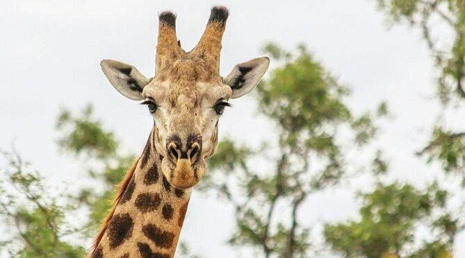 3 Days Victoria Falls Adventure and Safari Experience