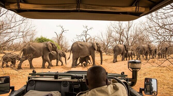 Small Group: Zambezi National Park Guided Game Drive