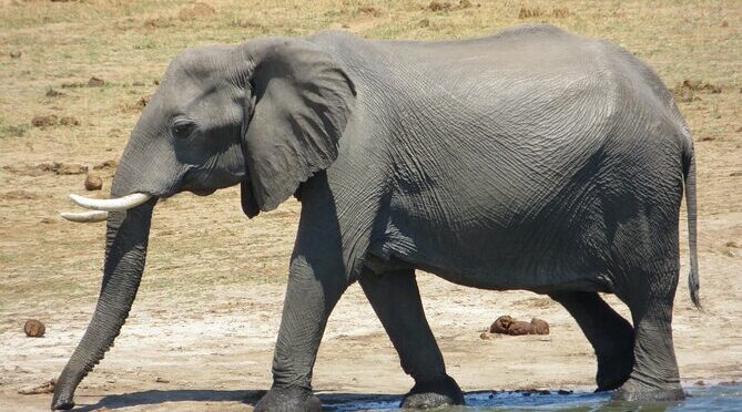 Chobe Full Day Safari Extended