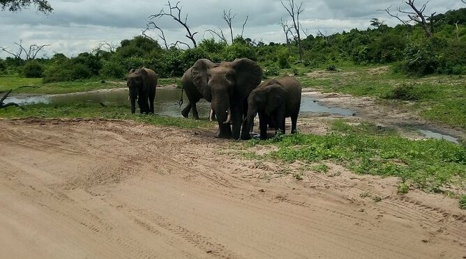 Chobe Day Trip from Victoria Falls