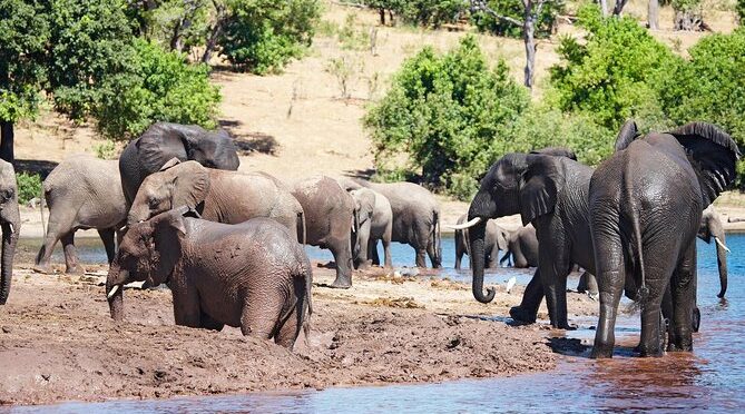Chobe Full Day Trip