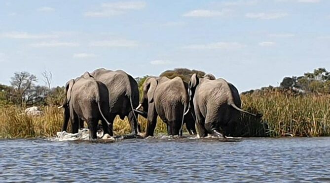 Chobe Safari Day Trip from Victoria Falls- Small group