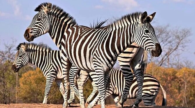 Classic Zimbabwe Safari