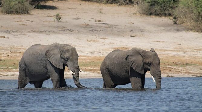 Full-Day Safari Tour to Chobe National Park with Boat Ride