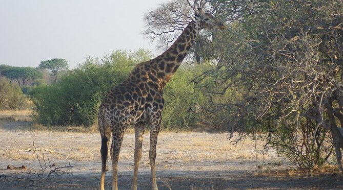 4 days Hwange Safari Game drive Staying at Iganyane Tented camp