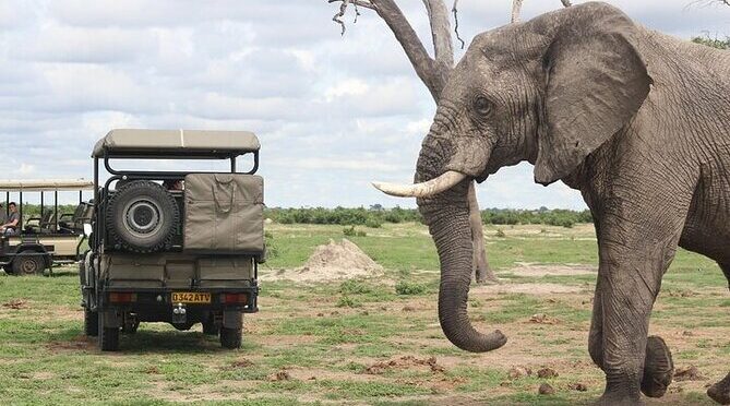 Full-Day Chobe Safari from Victoria Falls with Lunch
