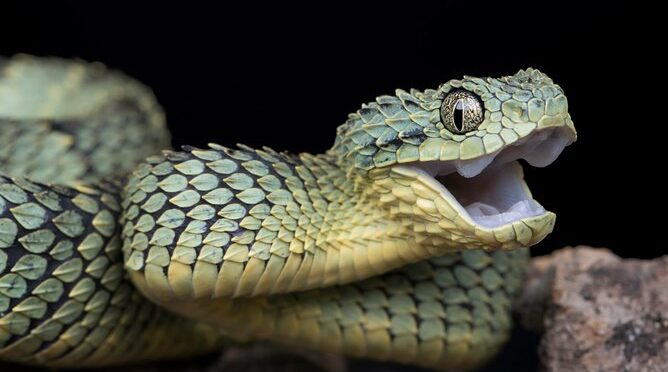 Reptiles And Snakes Park