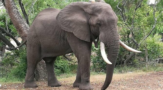 Sunset Cruise ,Chobe Safari Full Day , Airport Transfers Combo 3